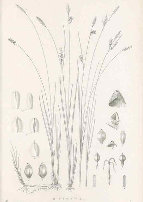 Reproducción/Reproduction 48683179922: Illustrations of the genus Carex. London :William Pamplin,1858-1867.. 