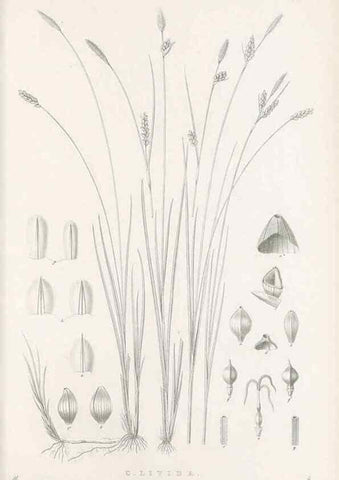 Reproducción/Reproduction 48683179922: Illustrations of the genus Carex. London :William Pamplin,1858-1867.. 