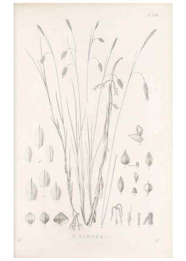 Reproducción/Reproduction 48683004566: Illustrations of the genus Carex. London :William Pamplin,1858-1867.. 