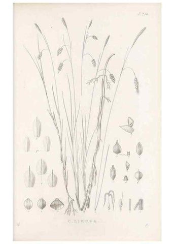 Reproducción/Reproduction 48683004566: Illustrations of the genus Carex. London :William Pamplin,1858-1867.. 