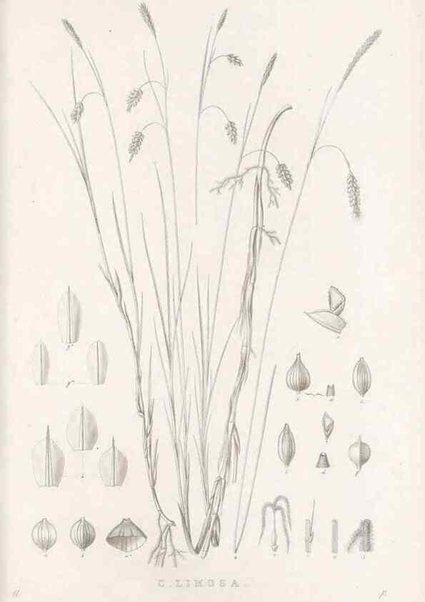 Reproducción/Reproduction 48683004566: Illustrations of the genus Carex. London :William Pamplin,1858-1867.. 