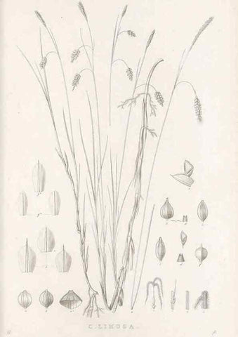 Reproducción/Reproduction 48683004566: Illustrations of the genus Carex. London :William Pamplin,1858-1867.. 