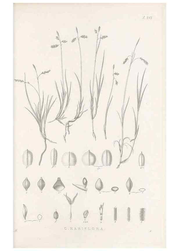 Reproducción/Reproduction 48683180537: Illustrations of the genus Carex. London :William Pamplin,1858-1867.. 