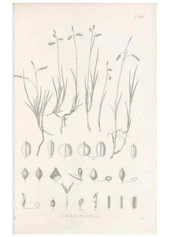 Reproducción/Reproduction 48683180537: Illustrations of the genus Carex. London :William Pamplin,1858-1867.. 
