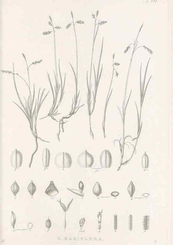 Reproducción/Reproduction 48683180537: Illustrations of the genus Carex. London :William Pamplin,1858-1867.. 