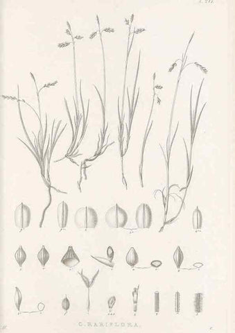 Reproducción/Reproduction 48683180537: Illustrations of the genus Carex. London :William Pamplin,1858-1867.. 