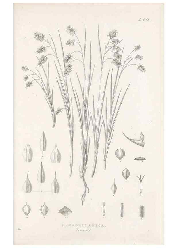 Reproducción/Reproduction 48683005161: Illustrations of the genus Carex. London :William Pamplin,1858-1867.. 
