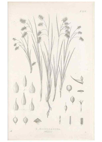 Reproducción/Reproduction 48683005161: Illustrations of the genus Carex. London :William Pamplin,1858-1867.. 