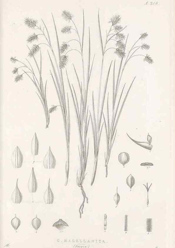 Reproducción/Reproduction 48683005161: Illustrations of the genus Carex. London :William Pamplin,1858-1867.. 
