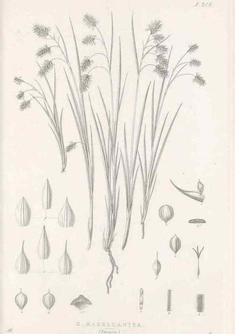 Reproducción/Reproduction 48683005161: Illustrations of the genus Carex. London :William Pamplin,1858-1867.. 