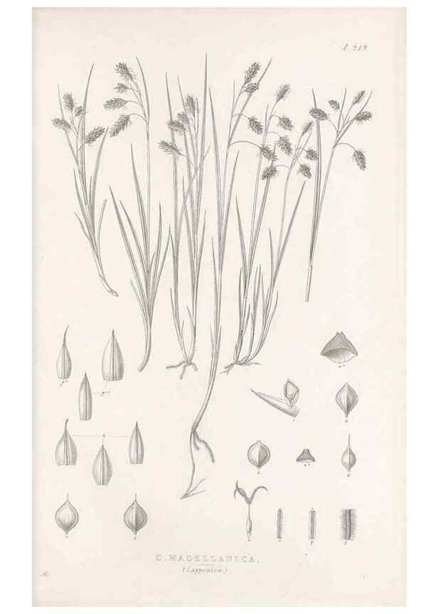 Reproducción/Reproduction 48683005611: Illustrations of the genus Carex. London :William Pamplin,1858-1867.. 