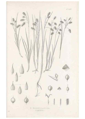 Reproducción/Reproduction 48683005611: Illustrations of the genus Carex. London :William Pamplin,1858-1867.. 