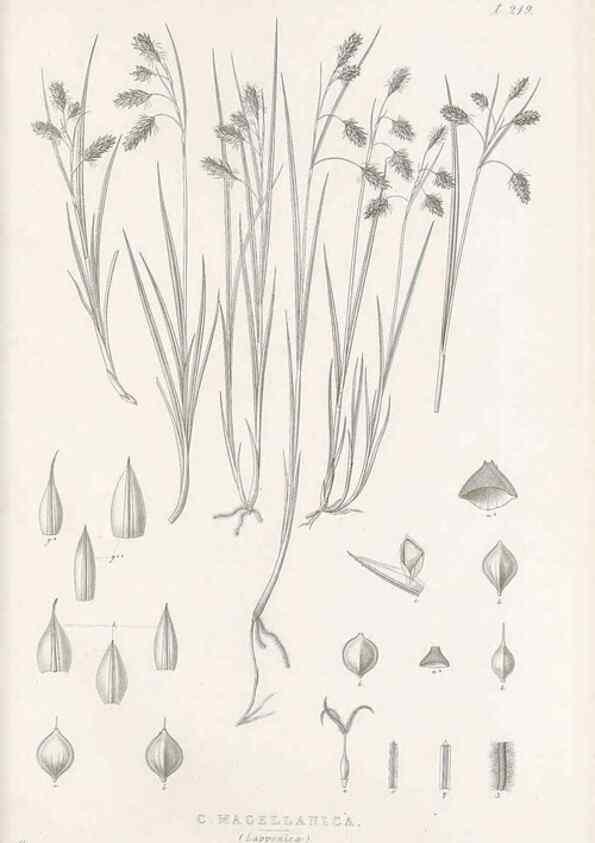 Reproducción/Reproduction 48683005611: Illustrations of the genus Carex. London :William Pamplin,1858-1867.. 