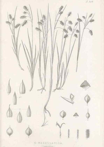 Reproducción/Reproduction 48683005611: Illustrations of the genus Carex. London :William Pamplin,1858-1867.. 
