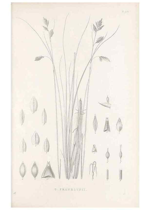 Reproducción/Reproduction 48682663473: Illustrations of the genus Carex. London :William Pamplin,1858-1867.. 