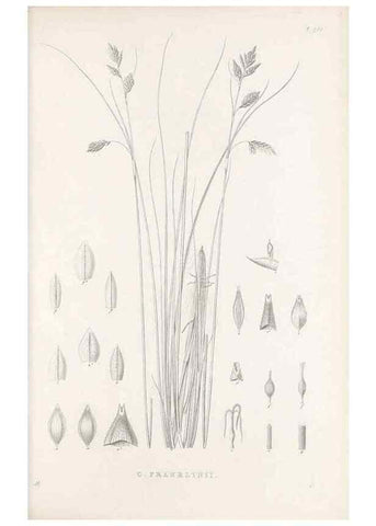 Reproducción/Reproduction 48682663473: Illustrations of the genus Carex. London :William Pamplin,1858-1867.. 