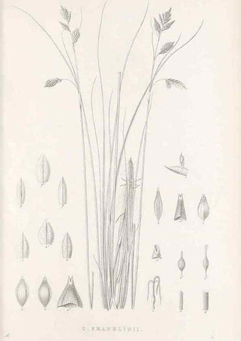 Reproducción/Reproduction 48682663473: Illustrations of the genus Carex. London :William Pamplin,1858-1867.. 