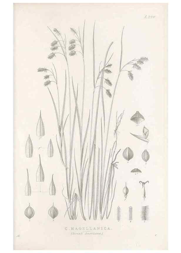 Reproducción/Reproduction 48683005906: Illustrations of the genus Carex. London :William Pamplin,1858-1867.. 