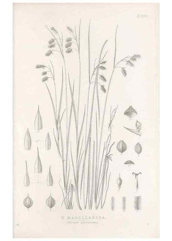 Reproducción/Reproduction 48683005906: Illustrations of the genus Carex. London :William Pamplin,1858-1867.. 