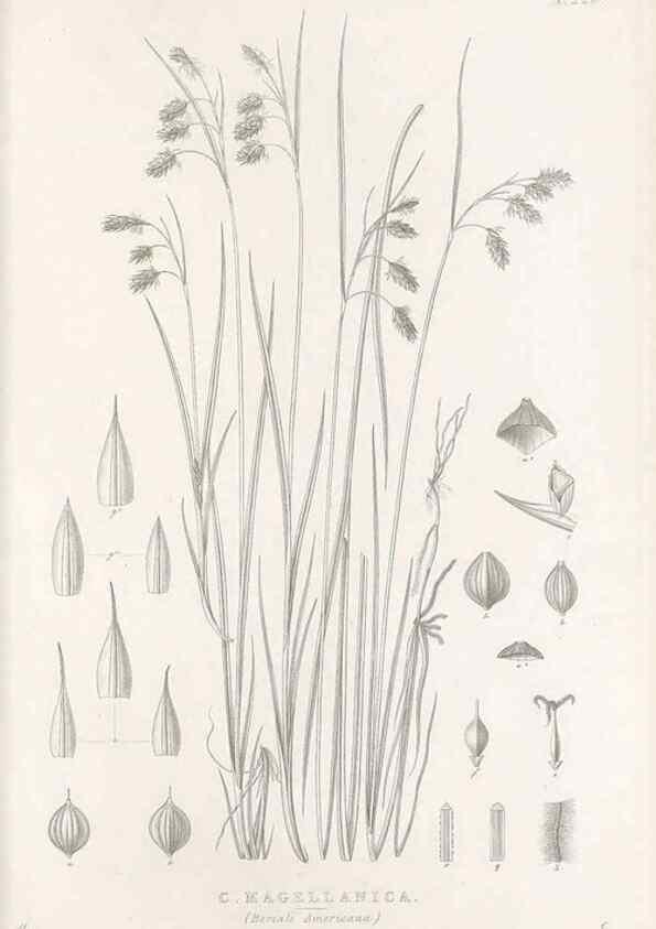 Reproducción/Reproduction 48683005906: Illustrations of the genus Carex. London :William Pamplin,1858-1867.. 