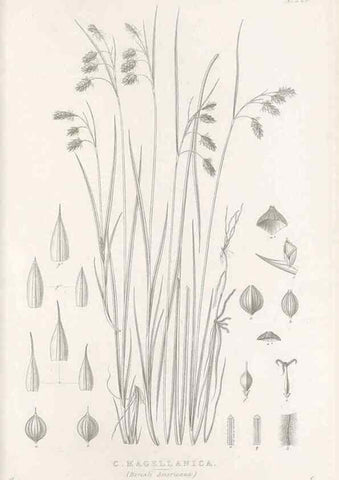 Reproducción/Reproduction 48683005906: Illustrations of the genus Carex. London :William Pamplin,1858-1867.. 