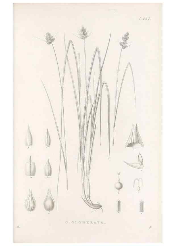 Reproducción/Reproduction 48683006606: Illustrations of the genus Carex. London :William Pamplin,1858-1867.. 