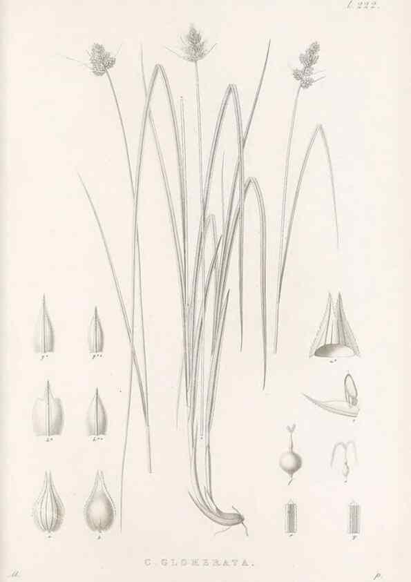 Reproducción/Reproduction 48683006606: Illustrations of the genus Carex. London :William Pamplin,1858-1867.. 