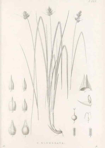 Reproducción/Reproduction 48683006606: Illustrations of the genus Carex. London :William Pamplin,1858-1867.. 