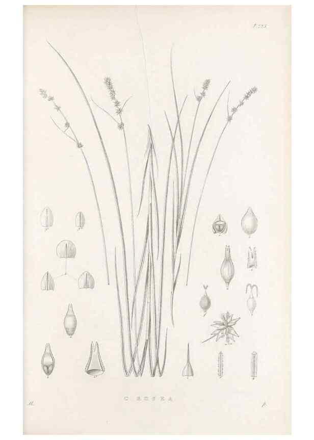 Reproducción/Reproduction 48683182592: Illustrations of the genus Carex. London :William Pamplin,1858-1867.. 