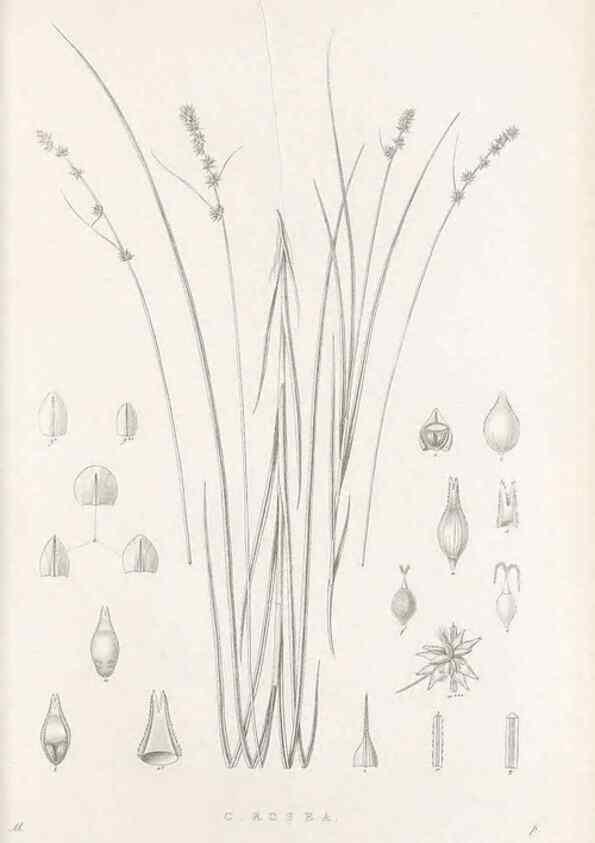 Reproducción/Reproduction 48683182592: Illustrations of the genus Carex. London :William Pamplin,1858-1867.. 