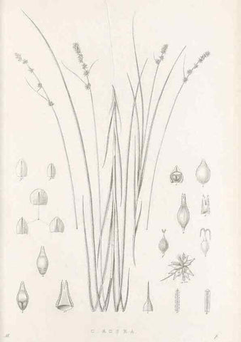 Reproducción/Reproduction 48683182592: Illustrations of the genus Carex. London :William Pamplin,1858-1867.. 