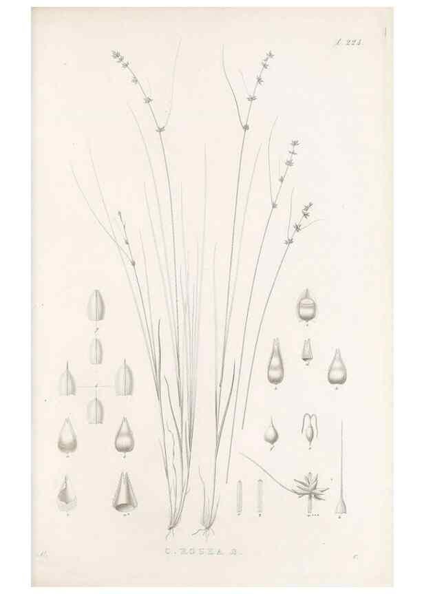 Reproducción/Reproduction 48683182872: Illustrations of the genus Carex. London :William Pamplin,1858-1867.. 