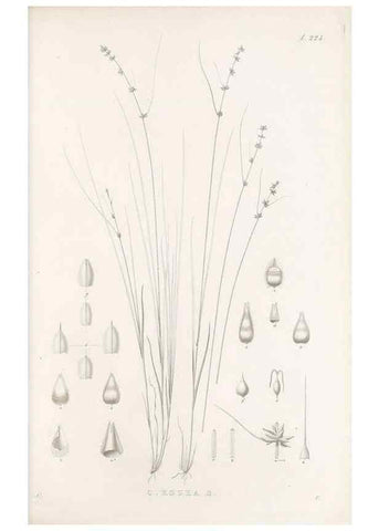 Reproducción/Reproduction 48683182872: Illustrations of the genus Carex. London :William Pamplin,1858-1867.. 