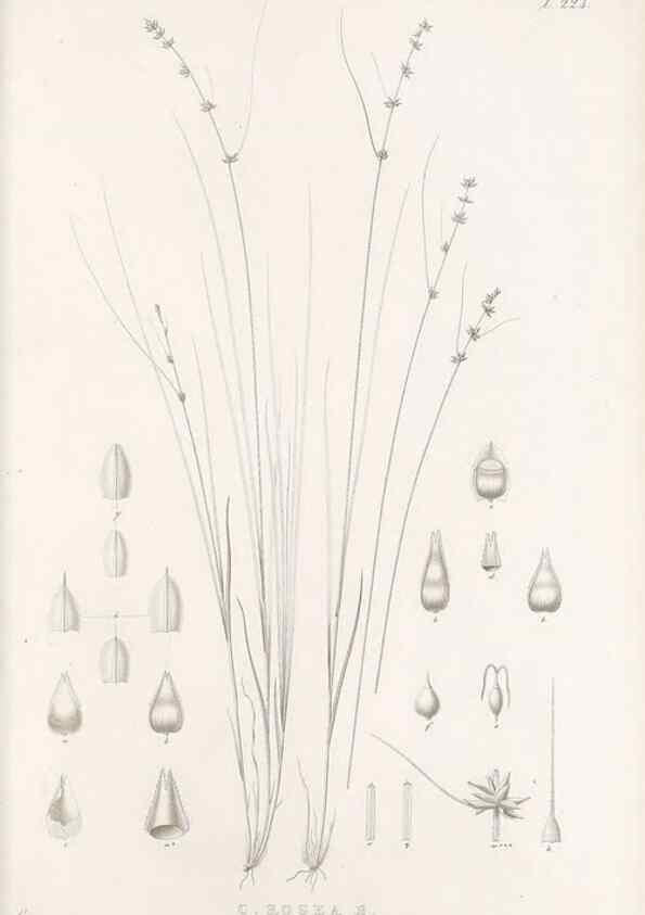 Reproducción/Reproduction 48683182872: Illustrations of the genus Carex. London :William Pamplin,1858-1867.. 