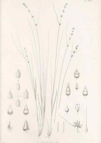 Reproducción/Reproduction 48683182872: Illustrations of the genus Carex. London :William Pamplin,1858-1867.. 