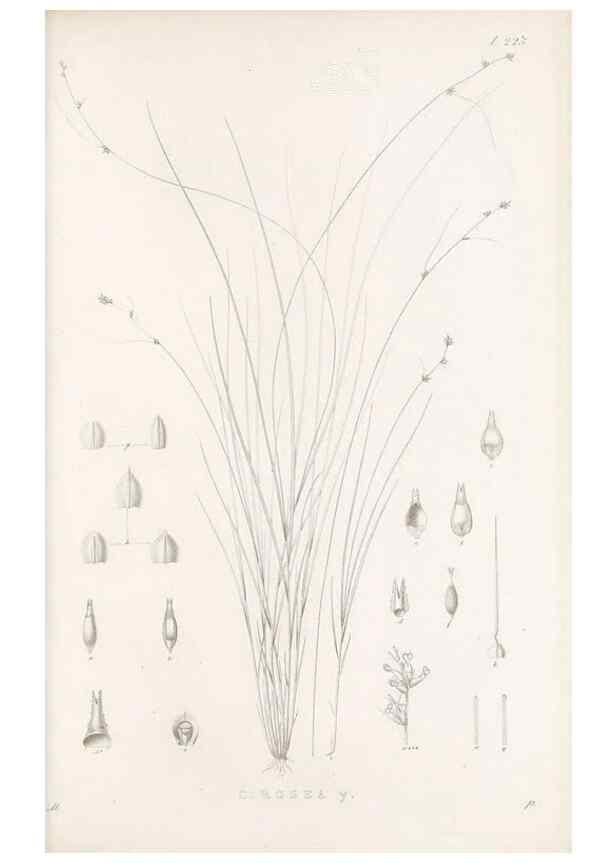 Reproducción/Reproduction 48683183227: Illustrations of the genus Carex. London :William Pamplin,1858-1867.. 