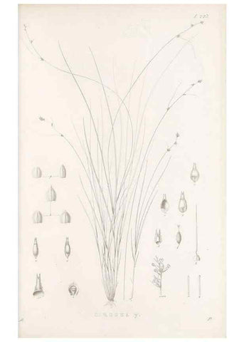 Reproducción/Reproduction 48683183227: Illustrations of the genus Carex. London :William Pamplin,1858-1867.. 