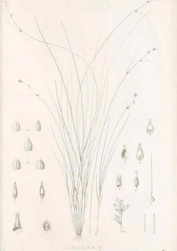 Reproducción/Reproduction 48683183227: Illustrations of the genus Carex. London :William Pamplin,1858-1867.. 