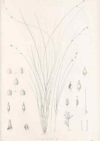 Reproducción/Reproduction 48683183227: Illustrations of the genus Carex. London :William Pamplin,1858-1867.. 