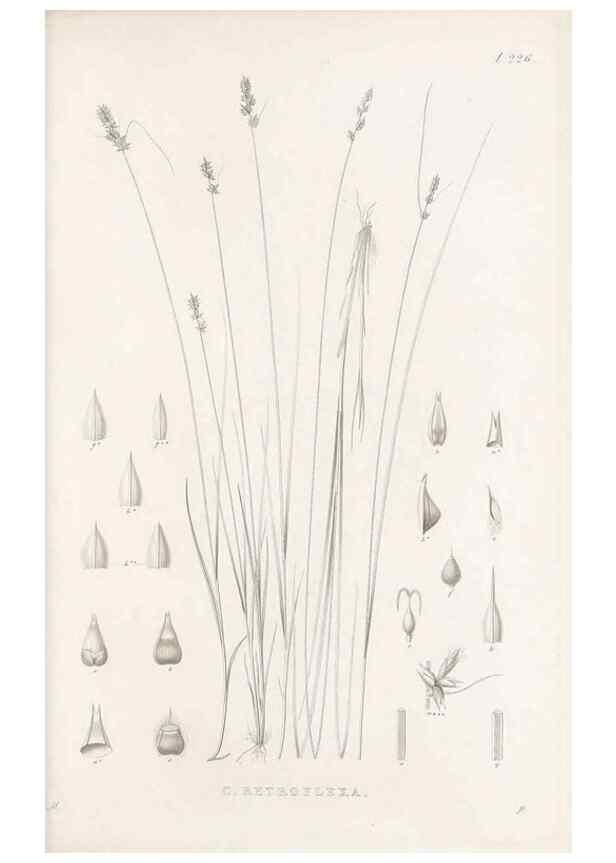 Reproducción/Reproduction 48683183522: Illustrations of the genus Carex. London :William Pamplin,1858-1867.. 
