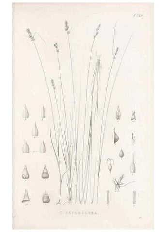 Reproducción/Reproduction 48683183522: Illustrations of the genus Carex. London :William Pamplin,1858-1867.. 