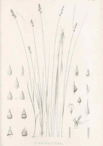 Reproducción/Reproduction 48683183522: Illustrations of the genus Carex. London :William Pamplin,1858-1867.. 