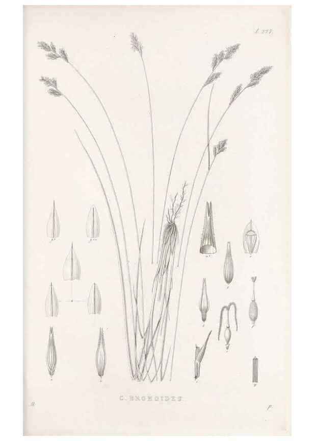 Reproducción/Reproduction 48682669213: Illustrations of the genus Carex. London :William Pamplin,1858-1867.. 