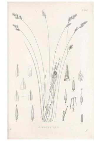 Reproducción/Reproduction 48682669213: Illustrations of the genus Carex. London :William Pamplin,1858-1867.. 