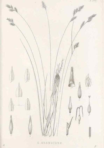 Reproducción/Reproduction 48682669213: Illustrations of the genus Carex. London :William Pamplin,1858-1867.. 