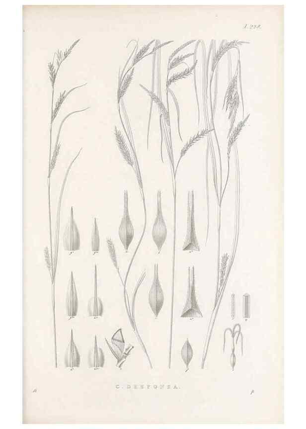 Reproducción/Reproduction 48682669478: Illustrations of the genus Carex. London :William Pamplin,1858-1867.. 
