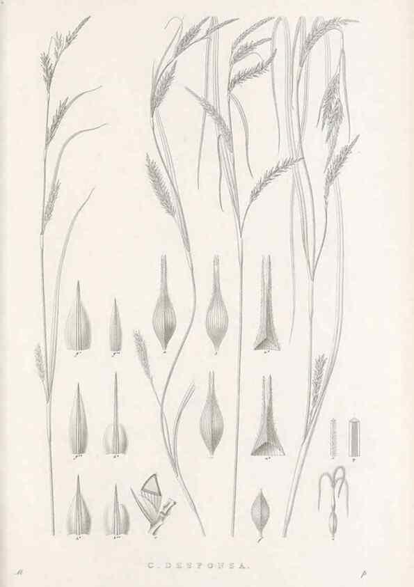 Reproducción/Reproduction 48682669478: Illustrations of the genus Carex. London :William Pamplin,1858-1867.. 