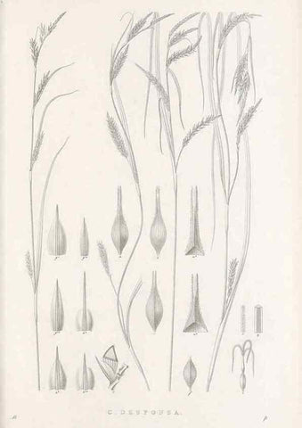Reproducción/Reproduction 48682669478: Illustrations of the genus Carex. London :William Pamplin,1858-1867.. 