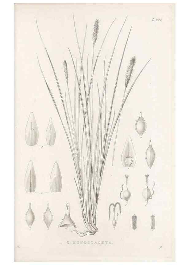 Reproducción/Reproduction 48683006316: Illustrations of the genus Carex. London :William Pamplin,1858-1867.. 