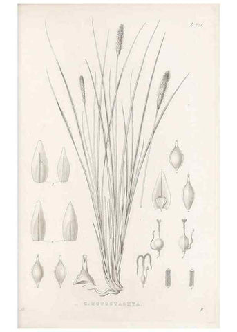 Reproducción/Reproduction 48683006316: Illustrations of the genus Carex. London :William Pamplin,1858-1867.. 